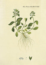 Indlæs billede til gallerivisning alpeærenpris | FLORA DANICA-ILLUSTRATION - decoARTE