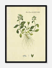 Indlæs billede til gallerivisning alpeærenpris | FLORA DANICA-ILLUSTRATION - decoARTE