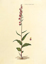 Indlæs billede til gallerivisning rød hullæbe | FLORA DANICA-ILLUSTRATION - decoARTE