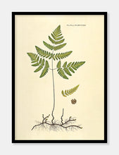 Indlæs billede til gallerivisning tredelt egebregne | FLORA DANICA-ILLUSTRATION - decoARTE