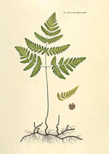 Indlæs billede til gallerivisning tredelt egebregne | FLORA DANICA-ILLUSTRATION - decoARTE