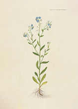 Indlæs billede til gallerivisning forglemmigej