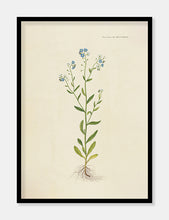 Indlæs billede til gallerivisning forglemmigej