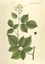Indlæs billede til gallerivisning brombær | FLORA DANICA-ILLUSTRATION - decoARTE