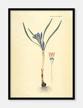 Indlæs billede til gallerivisning vårkrokus | FLORA DANICA-ILLUSTRATION - decoARTE