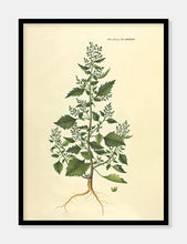 Indlæs billede til gallerivisning mur-gåsefod | FLORA DANICA-ILLUSTRATION - decoARTE