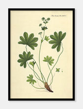 Indlæs billede til gallerivisning løvefod | FLORA DANICA-ILLUSTRATION - decoARTE