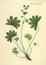 Indlæs billede til gallerivisning løvefod | FLORA DANICA-ILLUSTRATION - decoARTE