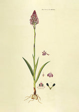 Indlæs billede til gallerivisning horndrager | FLORA DANICA-ILLUSTRATION - decoARTE