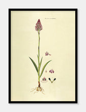 Indlæs billede til gallerivisning horndrager | FLORA DANICA-ILLUSTRATION - decoARTE