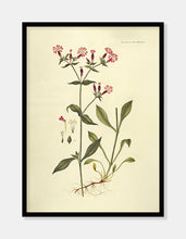 Indlæs billede til gallerivisning nellike | FLORA DANICA-ILLUSTRATION - decoARTE