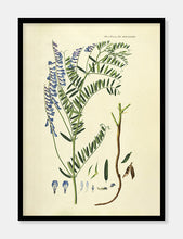 Indlæs billede til gallerivisning langklaset vikke | FLORA DANICA-ILLUSTRATION - decoARTE
