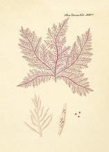 Indlæs billede til gallerivisning alge | FLORA DANICA-ILLUSTRATION - decoARTE