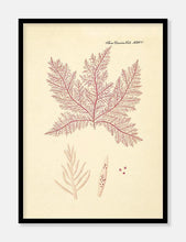Indlæs billede til gallerivisning alge | FLORA DANICA-ILLUSTRATION - decoARTE