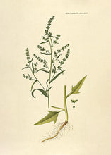 Indlæs billede til gallerivisning svinemælde | FLORA DANICA-ILLUSTRATION - decoARTE