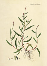 Indlæs billede til gallerivisning pileurt | FLORA DANICA-ILLUSTRATION - decoARTE