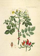 Indlæs billede til gallerivisning vildrose | FLORA DANICA-ILLUSTRATION - decoARTE