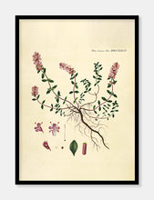 Indlæs billede til gallerivisning timian | FLORA DANICA-ILLUSTRATION - decoARTE