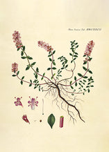 Indlæs billede til gallerivisning 10 Flora Danica kort