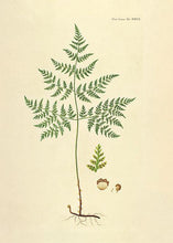 Indlæs billede til gallerivisning bjergbregne | FLORA DANICA-ILLUSTRATION - decoARTE