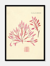 Indlæs billede til gallerivisning alge | FLORA DANICA-ILLUSTRATION - decoARTE