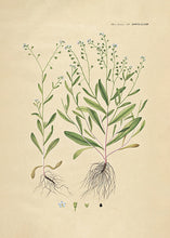 Indlæs billede til gallerivisning forglemmigej