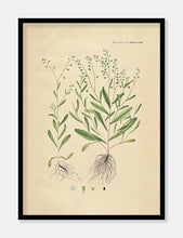 Indlæs billede til gallerivisning forglemmigej