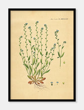 Indlæs billede til gallerivisning rank forglemmigej | FLORA DANICA-ILLUSTRATION - decoARTE