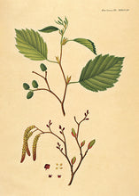 Indlæs billede til gallerivisning rødel | FLORA DANICA-ILLUSTRATION - decoARTE