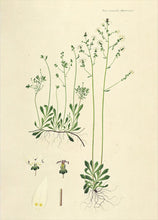 Indlæs billede til gallerivisning stenbræk | FLORA DANICA-ILLUSTRATION - decoARTE