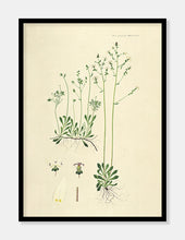 Indlæs billede til gallerivisning stenbræk | FLORA DANICA-ILLUSTRATION - decoARTE