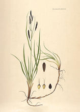 Indlæs billede til gallerivisning star | FLORA DANICA-ILLUSTRATION - decoARTE