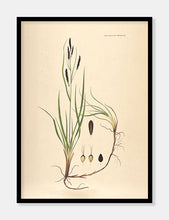 Indlæs billede til gallerivisning star | FLORA DANICA-ILLUSTRATION - decoARTE