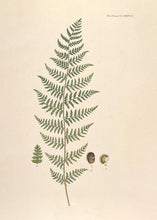 Indlæs billede til gallerivisning pileurt | FLORA DANICA-ILLUSTRATION - decoARTE