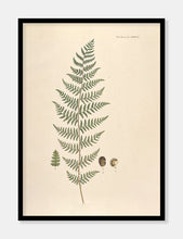 Indlæs billede til gallerivisning pileurt | FLORA DANICA-ILLUSTRATION - decoARTE