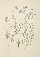 Indlæs billede til gallerivisning liden klokke | FLORA DANICA-ILLUSTRATION - decoARTE