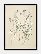 Indlæs billede til gallerivisning liden klokke | FLORA DANICA-ILLUSTRATION - decoARTE