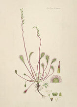 Indlæs billede til gallerivisning langbladet soldug | FLORA DANICA-ILLUSTRATION - decoARTE
