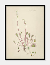 Indlæs billede til gallerivisning langbladet soldug | FLORA DANICA-ILLUSTRATION - decoARTE