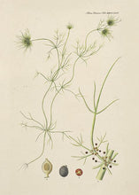 Indlæs billede til gallerivisning alge | FLORA DANICA-ILLUSTRATION - decoARTE