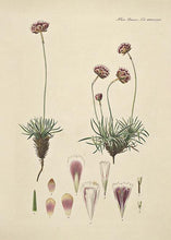 Indlæs billede til gallerivisning engelsk græs | FLORA DANICA-ILLUSTRATION - decoARTE