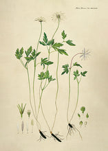 Indlæs billede til gallerivisning 10 Flora Danica kort