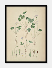 Indlæs billede til gallerivisning skovsyre | FLORA DANICA-ILLUSTRATION - decoARTE