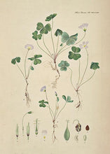 Indlæs billede til gallerivisning skovsyre | FLORA DANICA-ILLUSTRATION - decoARTE