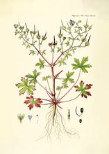 Indlæs billede til gallerivisning storkenæb | FLORA DANICA-ILLUSTRATION - decoARTE