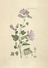 Indlæs billede til gallerivisning poppelrose