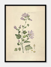 Indlæs billede til gallerivisning poppelrose