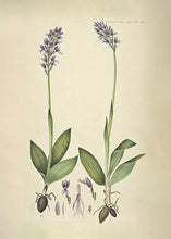 Indlæs billede til gallerivisning riddergøgeurt