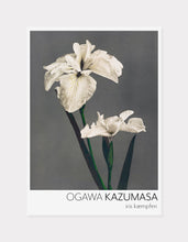 Indlæs billede til gallerivisning iris | OGAWA KAZUMASA - decoARTE