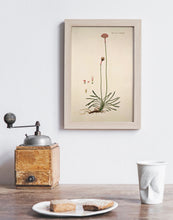 Indlæs billede til gallerivisning vejengelsk græs | FLORA DANICA-ILLUSTRATION - decoARTE